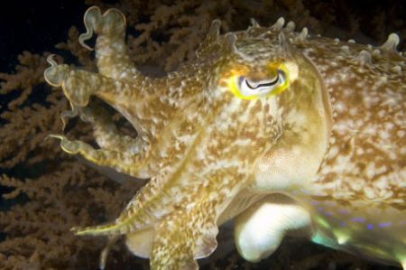Squid: Nikon D100 , 60 macro , two manual strobo. Take in... by Marchione Giacomo 
