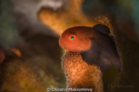 Redhead Stylophora Goby (Paragobiodon echinocephalus) by Oksana Maksymova 
