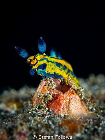 Aerials

Nudibranch - Tambja sp.

Bali, Indonesia by Stefan Follows 