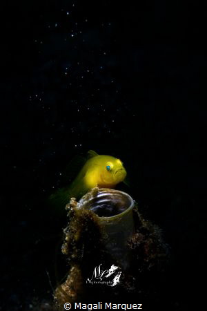 Yellow Gobyfish looking at the stars 
Nikon D7200 
Sea&... by Magali Marquez 