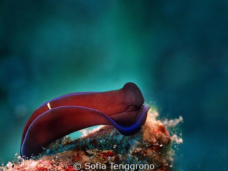 Wait and Sea (Tubulophilipnosis gardineri) by Sofia Tenggrono 