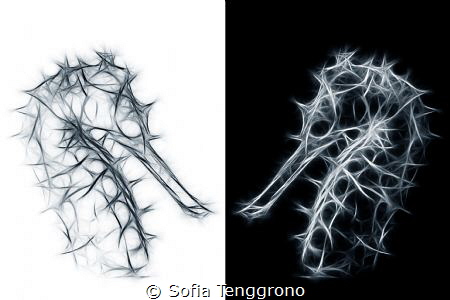 Hippocampus histrix, using fractalius plug-ins by Sofia Tenggrono 