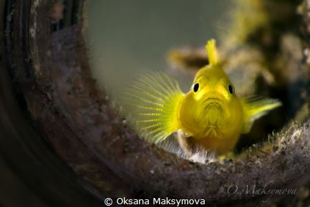 Lemon goby (Lubricogobius exiguus) by Oksana Maksymova 