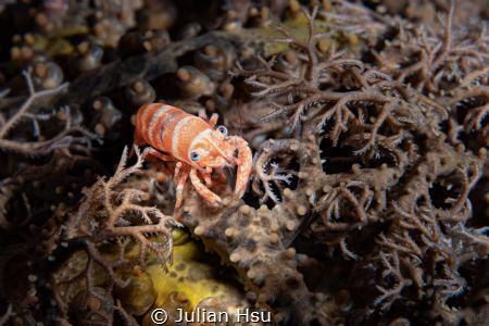 Basket star shrimp by Julian Hsu 