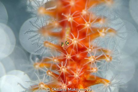 Tiny goby by Oksana Maksymova 