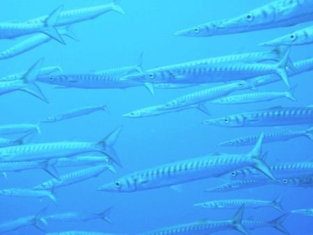 Barracudas by Hakan Taslicay 
