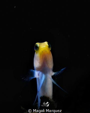 Yellowhead Jawfish(Opistognathus aurifrons)  with Retra s... by Magali Marquez 