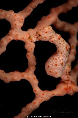 Denise's pygmy seahorse (Hippocampus denise) by Oksana Maksymova 