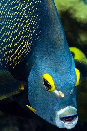 Face of an Angel. Very friendly angel fish on a dive in G... by Larissa Roorda 