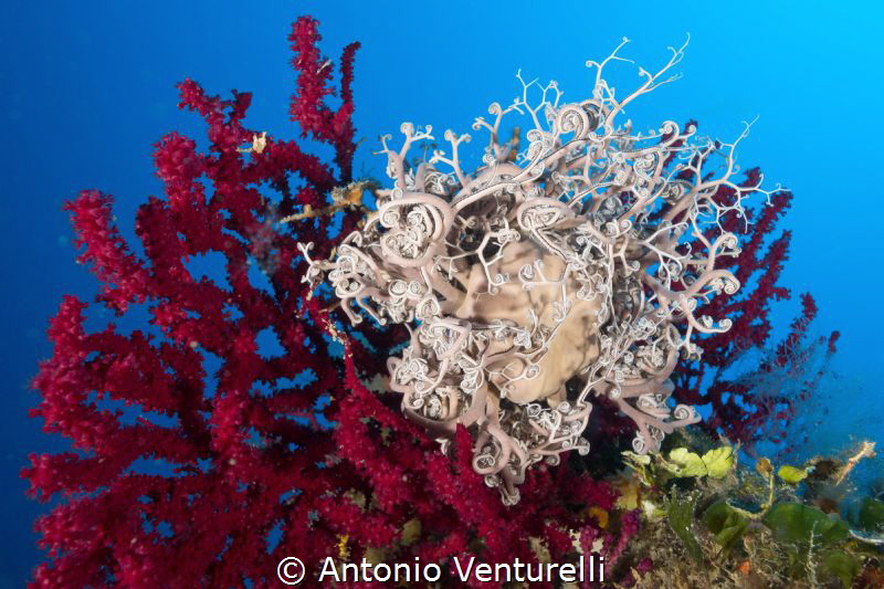 basket star 
(Canon wide angle zoom 10-22mm@17, 1/200,f/... by Antonio Venturelli 
