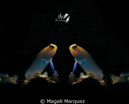 Mirror mirror on the wall, who is the most beautiful  jaw... by Magali Marquez 
