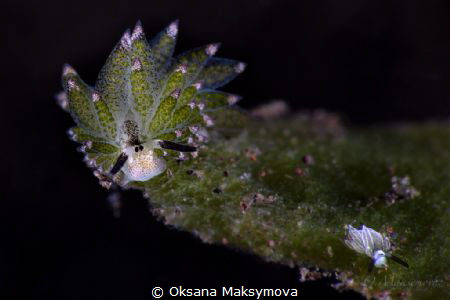 Leaf Sheep (Costasiella kuroshimae) and Rabbit Costasiell... by Oksana Maksymova 
