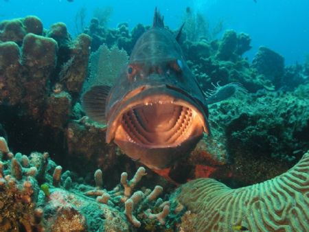Black grouper in a cleaninng station by Liber Garrido Barnet 