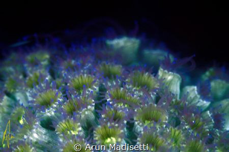 Fun with fluorescence. by Arun Madisetti 