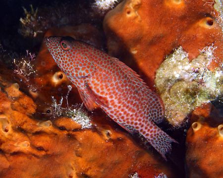 Coney Grouper, Canon digital rebel, Ikelite 125 strobe. by Michael Canzoniero 