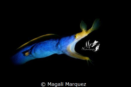 Ribbon Eel(Rhinomuraena quaesita) with Retra snoot 
Niko... by Magali Marquez 