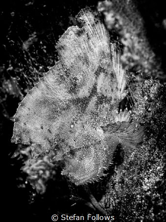 A riot of colour in glorious Black & White ... !

Leaf ... by Stefan Follows 