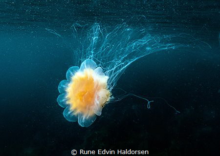 Lions mane jelly by Rune Edvin Haldorsen 