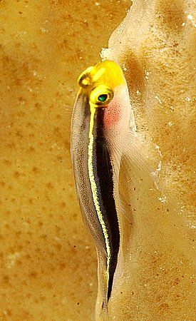Roatan, Honduras. by Shawn Jackson 