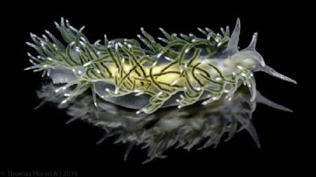 This image reflect the unknown nudibranch diversity of th... by Thomas Heran 