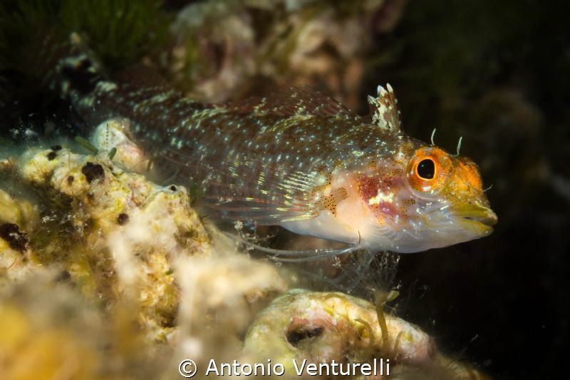 Tripterygion delaisi
(Canon macro 60mm,1/200,f/18,iso200) by Antonio Venturelli 