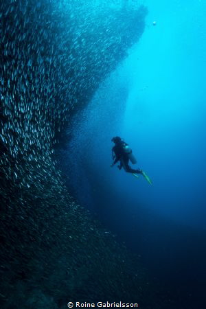 Huge schools of anchovies at Misool, Raja Ampat by Roine Gabrielsson 