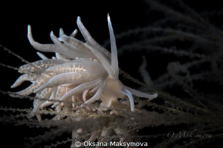 Nudibranch Phyllodesmium iriomotense by Oksana Maksymova 