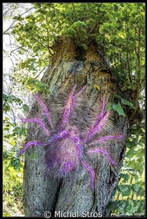 Hairy squat lobster on a tree (a mistaken identity of a g... by Michal Štros 