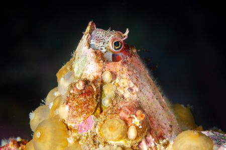 Chilean mussel blenny (Hypsoblennius sordidus). One of th... by Thomas Heran 