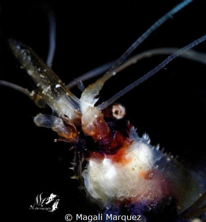 Banded boxer Shrimp with Retra snoot 

Tamron 90mm + su... by Magali Marquez 
