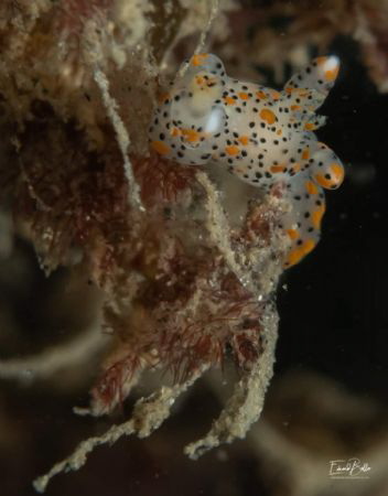 Gestippelde mosdierslakjes, Thecacera pennigera, approx. ... by Eduard Bello 