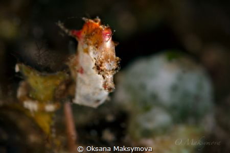 Pontoh's pygmy seahorse (Hippocampus pontohi) by Oksana Maksymova 