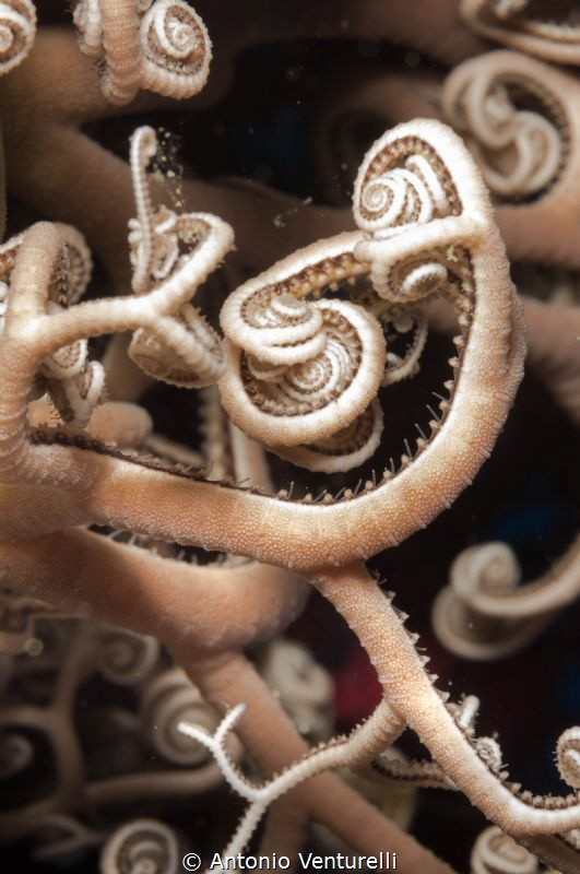 macro basket star
(Canon macro 60 mm,1/200,f/16, iso400) by Antonio Venturelli 