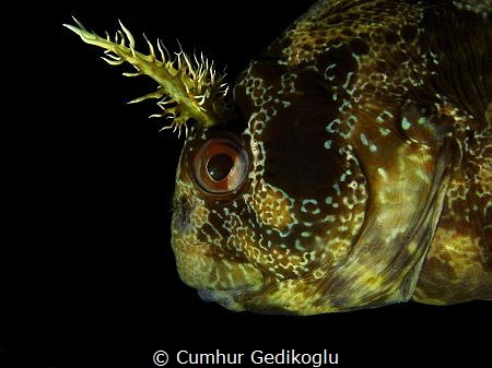 Parablennius gattorugine by Cumhur Gedikoglu 