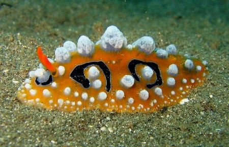 Nudibranch taken at Punta Del Sol Beach Resort, Samal Isl... by Oliver Ramos 