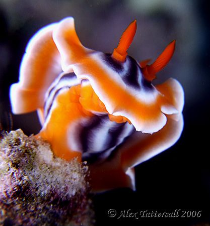 Batman nudi... by Alex Tattersall 