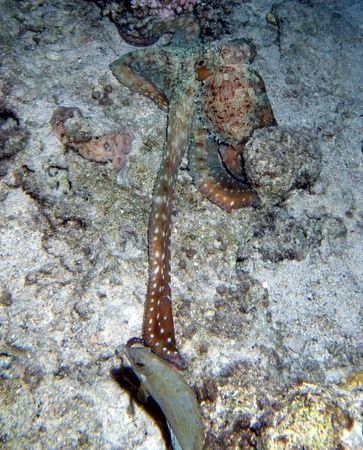 Impact, octopus catch a fish during a
night dive. Taken ... by Nikki Van Veelen 