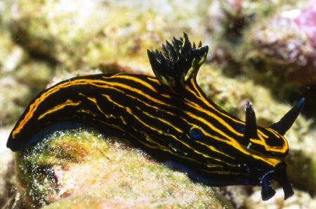 Variable Neon Nudi. by David Spiel 