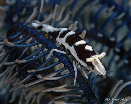 Commensal shrimp on crinoid taken in Lembeh. by Beverly Speed 