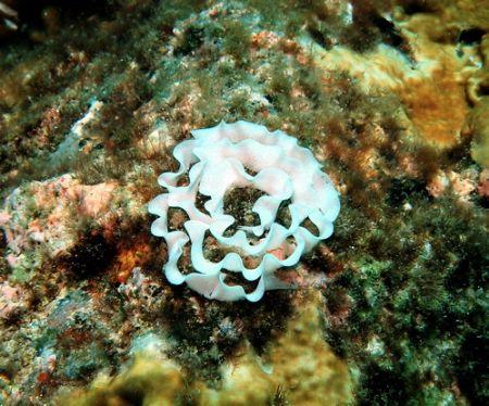 A ribbon of Nudi eggs, Jorunna funebris. by Alex Lim 