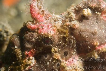 Close up of frogfish. Taken with canon 10d with 100mm len... by Jaime Wallace 