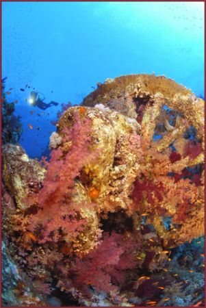 anti aircraft gun wheel and diver in the Brother islands ... by Fiona Ayerst 