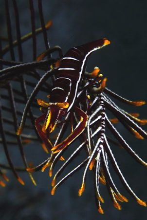Commensal shrimp - canon 300D. Another colour I've never ... by John M Akar 