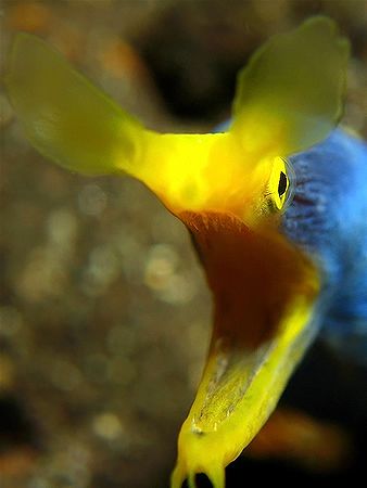 Ribbon With A Bite! Taken in Tulamben with Canon S80. by Ed Eng 