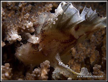 Very hard to see Leaf Scorpion Fish, holding on to the co... by Yves Antoniazzo 