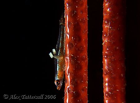 This one's for Dr Bob... another whip goby with parasite ... by Alex Tattersall 