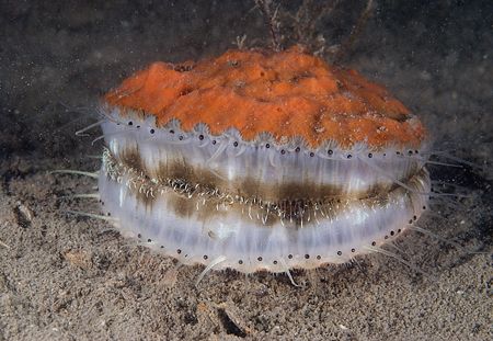 Cheese burger, or queen scallop....?
Isle of Lewis. Scot... by Derek Haslam 