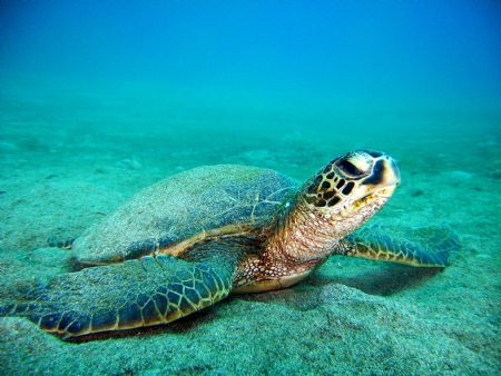 "Bottom Time" Green sea turtle having some bottom time. s... by Troy Wegner 