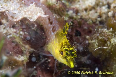 A diamond blenny bats her lashes and stikes a pose. by Patrick Reardon 