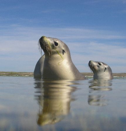 Some playful seals,Abrohlos islands.
Western Australia by Joshua Miles 